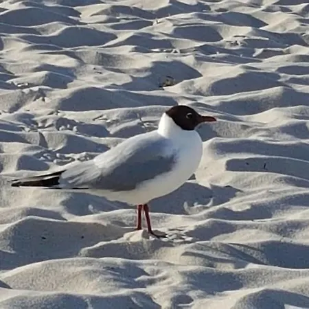 With 1 Bedroom Appartement Zingst